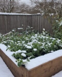 Hochbeet im Winter