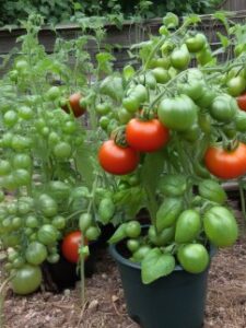 Tomaten pflanzen